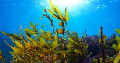 The Future of Nsb Mafic Seaweed: Perspectives from Experts